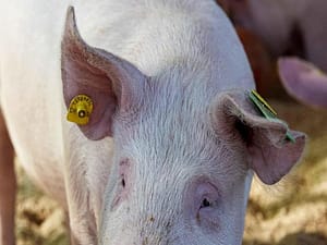 Pig Performance Tag